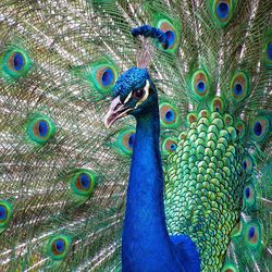 Close-up of peacock