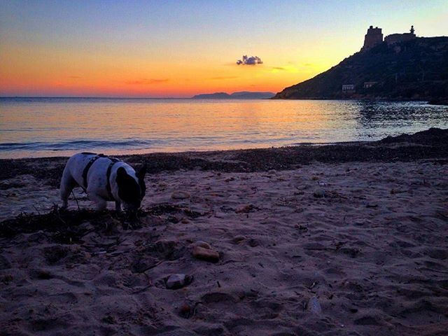 sea, beach, water, horizon over water, sunset, shore, sand, one animal, animal themes, scenics, sky, domestic animals, tranquil scene, tranquility, mammal, beauty in nature, dog, nature, idyllic, pets