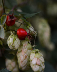 Close-up of cherries growing on tree