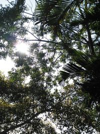 Low angle view of trees against sky