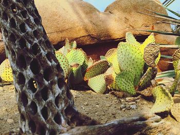 Close-up of cactus