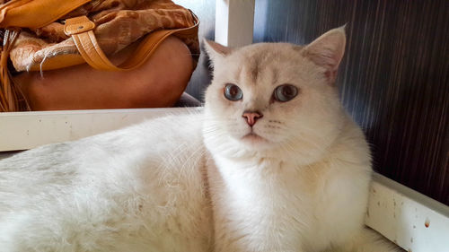 Close-up portrait of a cat