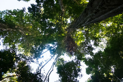 Low angle view of trees in forest