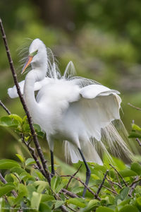 Close-up of white bird perching on plant