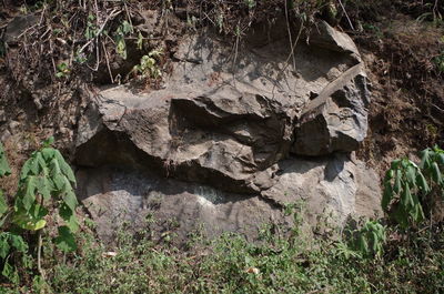 High angle view of rocks in forest