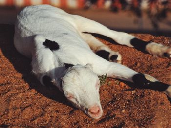 Close-up of sheep lying down
