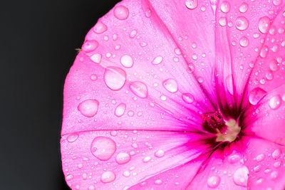 Close-up of wet pink flower against black background