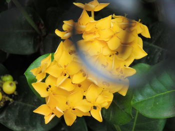 Close-up of yellow flowers blooming outdoors