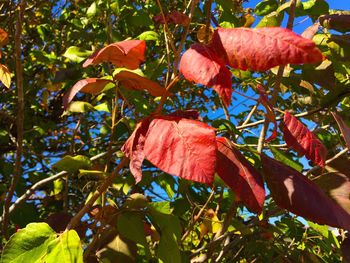 Low angle view of leaves