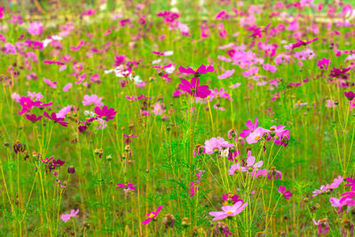 Close-up of pink flowering plants on field