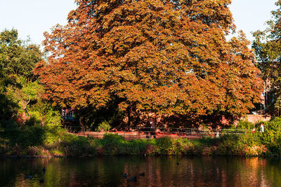 Reflection of trees in water