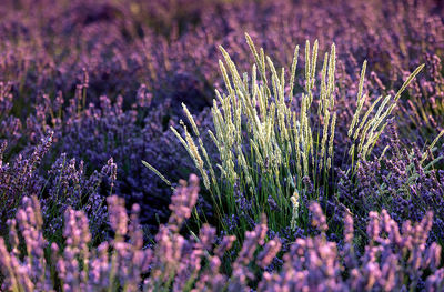 Close-up of fresh purple flowers in field