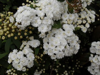 Close-up of white flowers