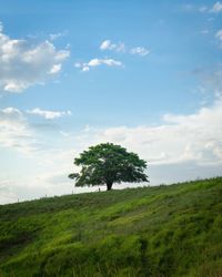 Tree on field against sky