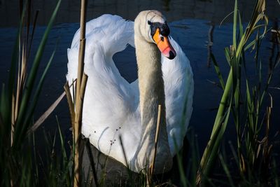 View of swan in lake