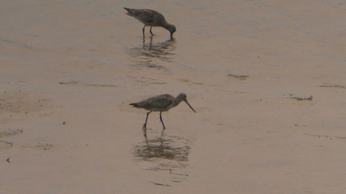 Bird walking in a lake