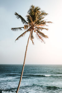 Palm tree by sea against clear sky