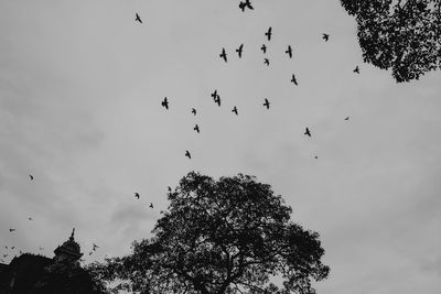 Low angle view of birds flying in sky