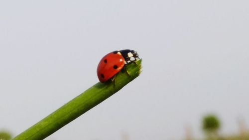 Close-up of ladybug on plant