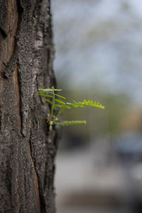 Close-up of tree trunk