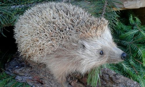 High angle view of porcupine