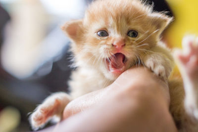 Close-up of ginger kitten