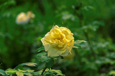 Close-up of yellow flowering plant