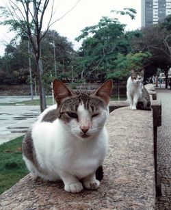 Portrait of cat sitting by tree against sky