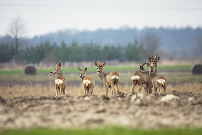 A group of roe deers stands in a field, eastern poland