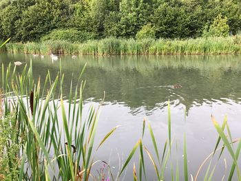 Scenic view of lake