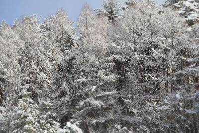 Frozen plants and trees during winter