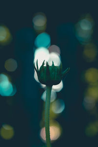 Close-up of illuminated flower and  lights at night