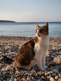 Cat lying on beach