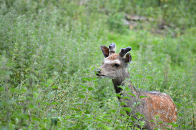 Portrait of deer