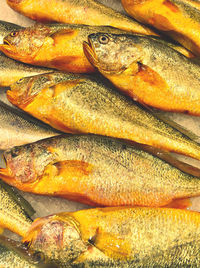 Full frame shot of fish for sale