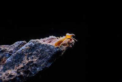 Close-up of insect on rock against black background