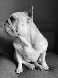 Close-up of dog sitting on sofa at home