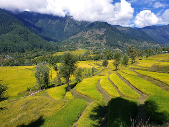 Scenic view of agricultural field against sky