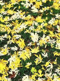 High angle view of yellow maple leaves on field