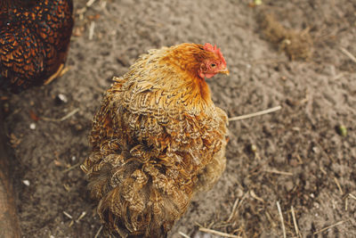 High angle view of chickens on field