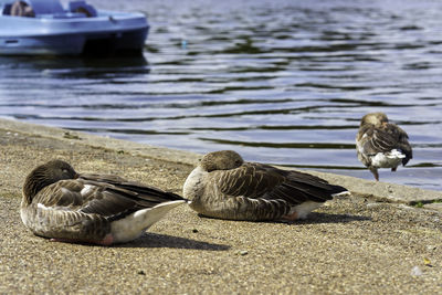 Ducks on a lake