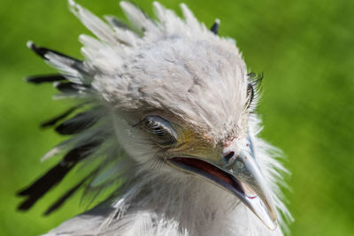 Close-up of a bird