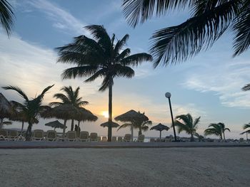 Palm trees on beach against sky during sunset