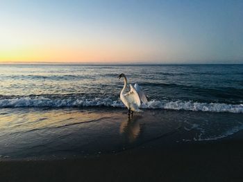 Swan perching on beach against sky during sunset