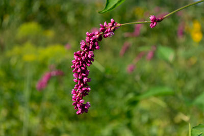 plant