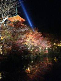 Low angle view of illuminated tree at night