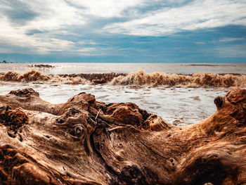 Driftwood on beach against sky