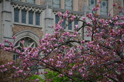 Low angle view of flowers on tree