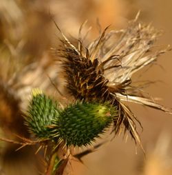 Close-up of dried thistle plant