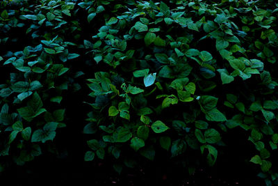 Full frame shot of leaves on field